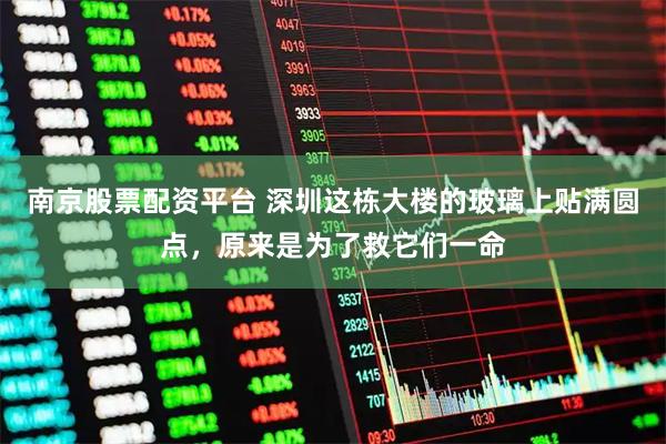 南京股票配资平台 深圳这栋大楼的玻璃上贴满圆点，原来是为了救它们一命